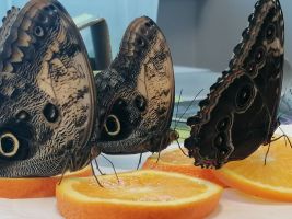 5 czerwca w naszej szkole mieliśmy zaszczyt gościć niecodziennych gości: motyle egzotyczne. 